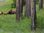 Medveď grizly zaútočil na losa (USA)