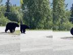 Chceli ísť na túru, stretli zraneného medveďa (Aljaška)
