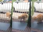 Blbá mačka útočí na bránu