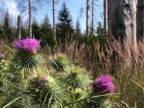 Nemecký národný park Harz = holorub