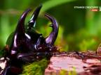 Nosorožtek obyčajný - silák medzi chrobákmi