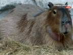 Kapybara - zviera s poruchou identity?