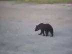 Rusa medveď nevystrašil