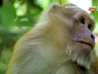 Mlsný mladý makak v matrilinearite dostal chuť na mäsko