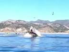 Kajakárov zhltla veľryba (Kalifornia)