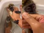 Chovateľ si dáva kúpeľ s malou opičkou