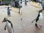 Tučniak skalný z Edinburskej ZOO si dáva rozcvičku