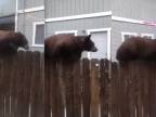 Pozri, plazí sa nám po plote medveď!