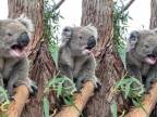 Nahnevaná koala si riadne zaručala