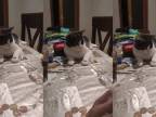 Mačka sa učí trik