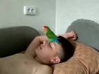 Papagáj ako živý budík