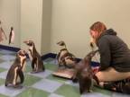 Váženie tučniakov v zoo v Saint-Louis