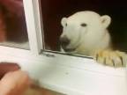 Kŕmenie polárneho medveďa z okna (Rusko)