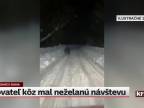 Chovateľ kôz zažil nečakanú návštevu: medveďa