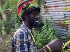 Jamajčan ukazuje svoju "záhradu"