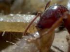 Vražedné mravce z rodu Dorylus nezastaví takmer nič