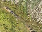 Korytnačky a ich problém s brvnom vo vode