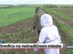 Medvedica s mláďatami v blízkosti rodinných domov okres Nitra