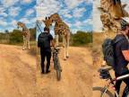 Cyklistom skrížila v Afrike cestu zvedavá žirafa
