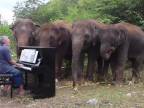 Koncert pre sloníky (Beethoven - Pastorálna symfónia)