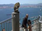 Drzý makak na Gibraltárskej skale