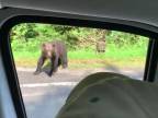 Motorkár vs. medveď