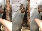 Keď sa hnevá kobylka s dračou hlavou (Lesina intermedia)