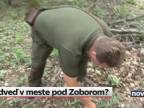 Medveď v Nitre pod Zoborom