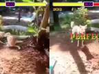 Pes vs. mačka (Street Fighter verzia)
