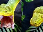 Psohlavec zelený má mimoriadne dlhé zuby