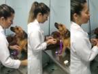 Ukážkový štvornohý pacient u veterinára