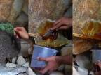 Zber medu od divých včiel