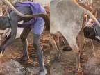 Člen kmeňa Mundari si umýva hlavu kravským močom