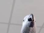 Samsung papagáj