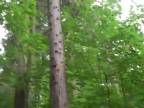Minister pôdohospodárstva Vlčan sa vyjadruje k lesníctvu
