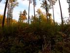 Obnova lesa po doruboch v listnatých lesoch
