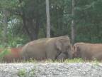 Slony radostne vítajú opatrovateľa, ktorého nevideli 14 mesiacov