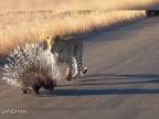 Mladého leoparda školí dikobraz