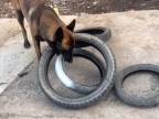 Múdry psík zistil, ako odniesť všetky 4 pneu naraz