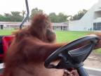 Orangutan jazdí na golfovom autíčku ako profík