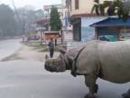 V nepálskej dedine Sauraha si treba dávať pozor na nosorožce!