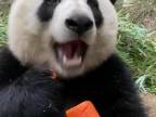 Panda sa napcháva obrovskou mrkvou