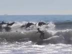 Delfíny si prišli zasurfovať spolu so surfermi