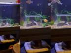Špeciálne akvárium pre rybičky a mačku