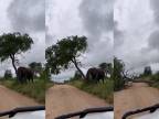 Slon vyvrátil strom, aby si mohol pred turistami... 