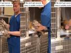 Veterinár ukazuje, ako dať sovu po anestézii bezpečne do klietky