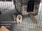 Pomoc pre ukrajinské zvieratá