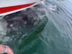Veľryba si odniesla čln aj s turistami