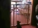 Mačka sa učí parkour