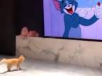 Malý Tom sleduje rozprávku Tom aj Jerry